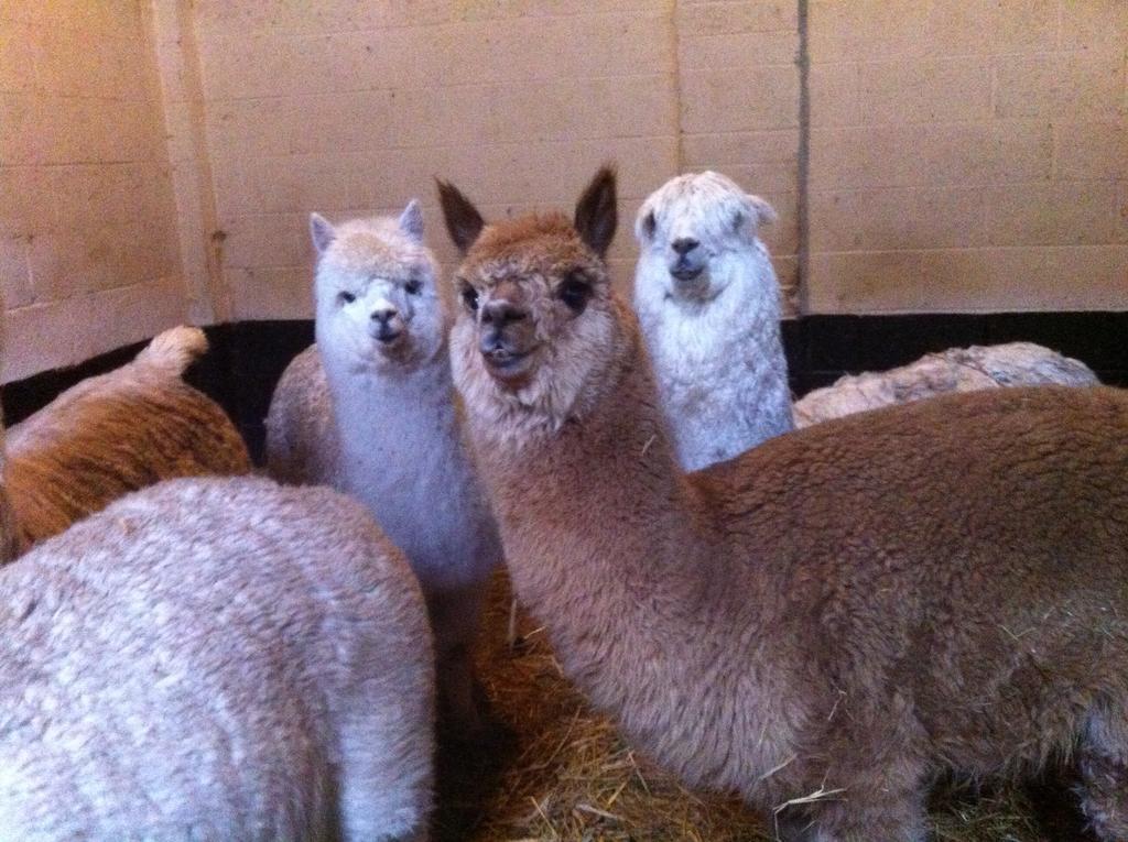ソリフル The Stables - Deer Park Farm Bed & Breakfast エクステリア 写真